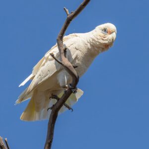 A wild Little Corella perches on a branch