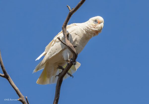 A wild Little Corella perches on a branch