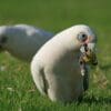 A wild Little Corella forages on the ground