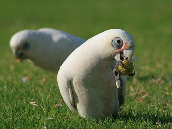 A wild Little Corella forages on the ground
