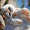 A wild Little Corella preens