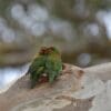 Wild Little Lorikeets snuggle on a limb