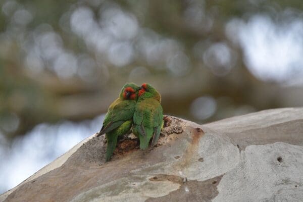 Wild Little Lorikeets snuggle on a limb