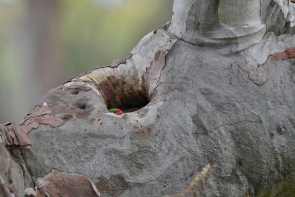 A shy wild Little Lorikeet thinks about coming out