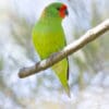 A wild male Little Lorikeet perches on a branch