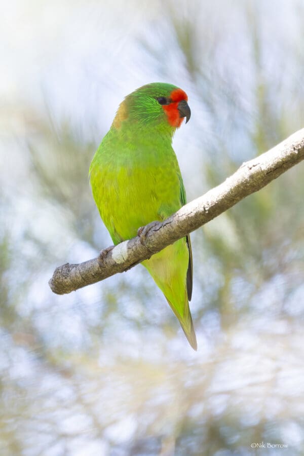 A wild male Little Lorikeet perches on a branch