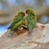 Wild Little Lorikeets perch near a tree cavity