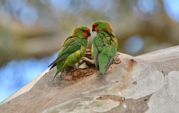 Wild Little Lorikeets perch near a tree cavity