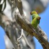 Wild Little Lorikeets perch on a limb