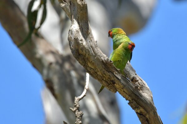 Wild Little Lorikeets perch on a limb