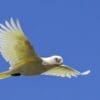 A wild Little Corella, gymnopsis ssp, in flight