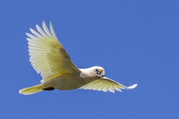 A wild Little Corella, gymnopsis ssp, in flight