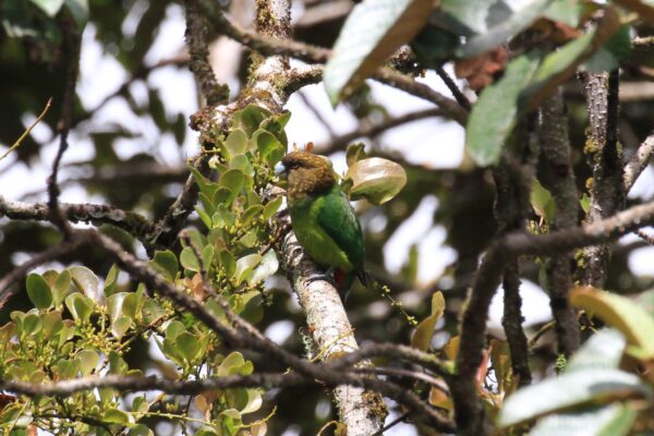 A wild male Madarasz's Tiger Parrot perches in a leafy tree