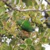 A wild female Madarasz's Tiger Parrot climbs through a tree