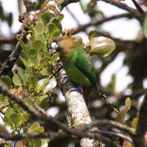 A wild male Madarasz's Tiger Parrot perches in a leafy tree