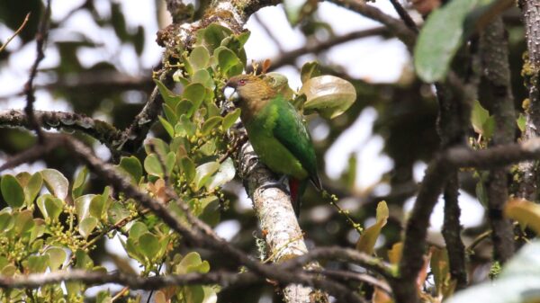 A wild male Madarasz's Tiger Parrot perches in a leafy tree