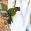 A wild Madeira Conure clings to a tree trunk