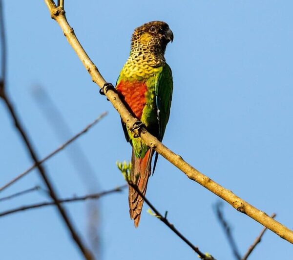 A wild Madeira Conure perches on a branch