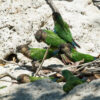 Wild Madeira Conures crawl along a clay bank