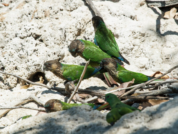 Wild Madeira Conures crawl along a clay bank