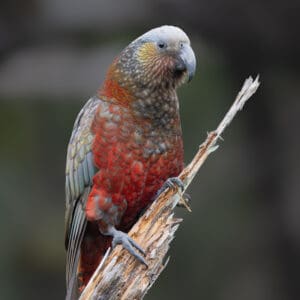 A wild Kākā clings to a branch