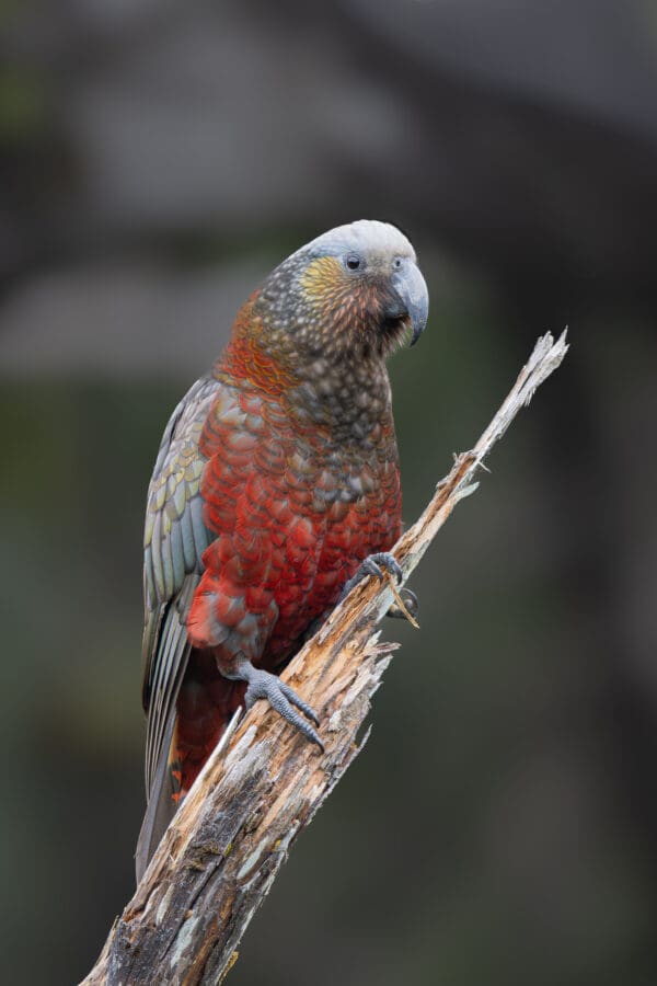 A wild Kākā clings to a branch