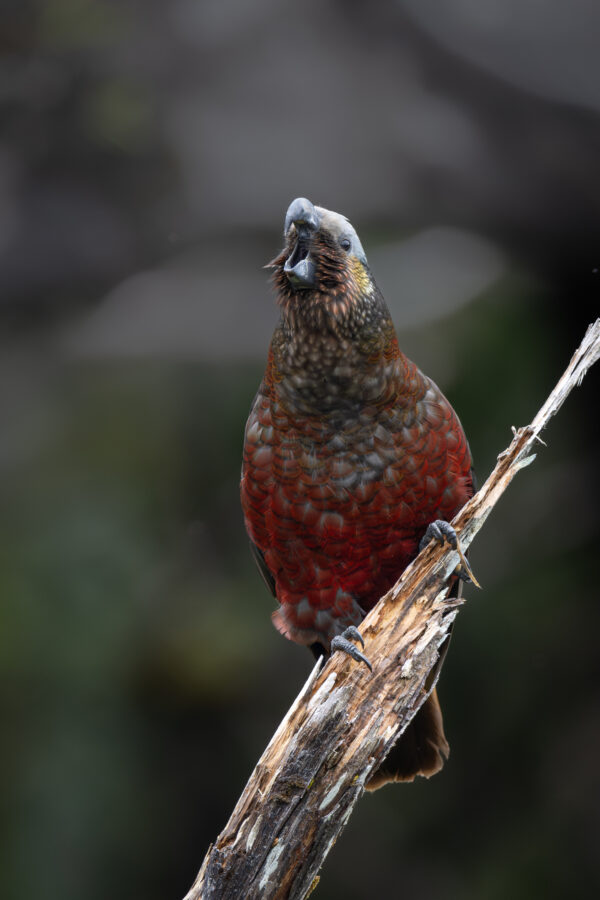 A wild Kākā vocalises