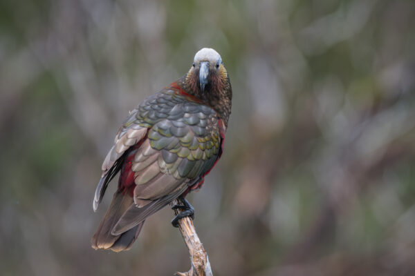 A wild Kākā surveys its terrain