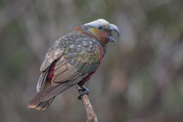 A wild Kākā vocalises