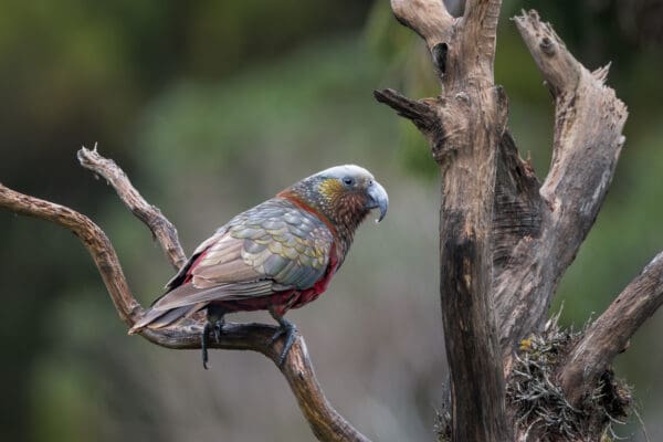 A wild Kākā perches on a branch