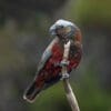 A wild Kākā clings to a branch