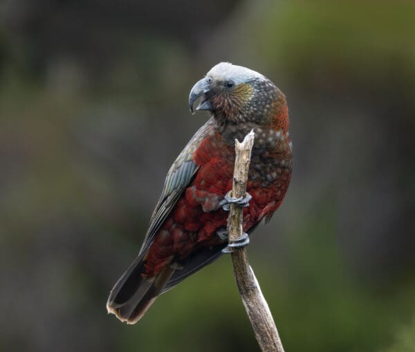 A wild Kākā clings to a branch