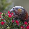 A wild Kākā forages on blossoms