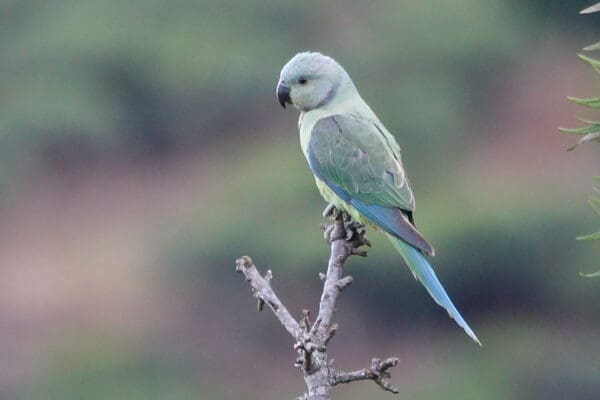 A wild female Malabar Parakeet perches atop a branch