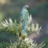 A wild juvenile Malabar Parakeet perches atop a tree