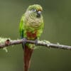 © Corey Raffel A wild Maroon-bellied Conure perches on a branch