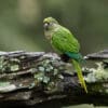 © Corey Raffel A wild Maroon-bellied Conure perches on a limb