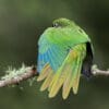 © Corey Raffel A wild Maroon-bellied Conure stretches a wing