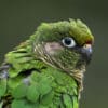© Corey Raffel A closeup of a wild Maroon-bellied Conure