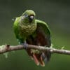 © Corey Raffel A wild Maroon-bellied Conure stretches a wing