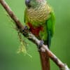 © Corey Raffel A wild Maroon-bellied Conure perches on a branch