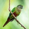 © Corey Raffel A wild Maroon-bellied Conure perches on a branch