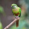© LuizAlves1990, CC BY-SA 4.0 via Wikimedia Commons A wild Maroon-bellied Conue perches on a branch