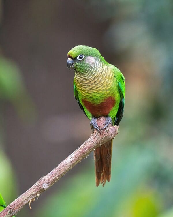 A wild Maroon-bellied Conue perches on a branch
