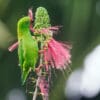 © Nick Athanas CC BY NC-SA 2.0 via Flickr A wild Maroon-rumped Hanging Parrot forages