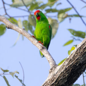 A wild Maroon-rumped Hanging Parrot perches on a limb