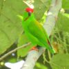 © ꦥꦤ꧀ꦗꦶꦒꦸꦱ꧀ꦠꦶꦄꦏ꧀ꦧꦂ, CC BY 4.0 via Wikimedia Commons A wild Maroon-rumped Hanging Parrot perches in a tree