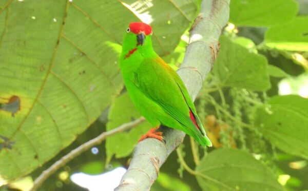 A wild Maroon-rumped Hanging Parrot perches in a tree