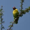 A wild Masked Lovebird perches on a leafy branch