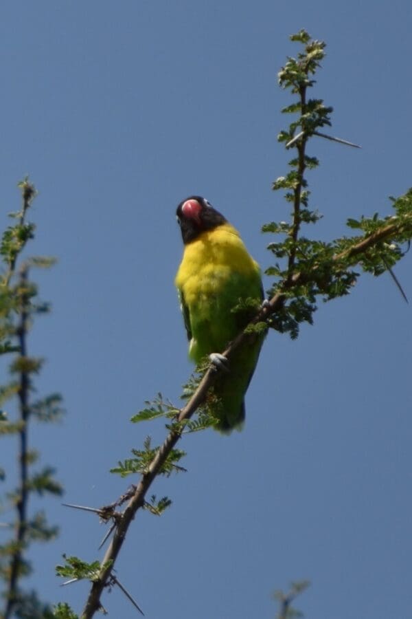 A wild Masked Lovebird perches on a leafy branch